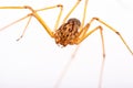 Long-legged spider Royalty Free Stock Photo