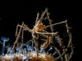 Long legged spider crab macropodia on a dead mans finger coral in Loch Long, Scotland