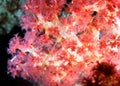 Long-legged Spider crab or squat lobster Chirostylus dolichopus on a branch of the soft coral