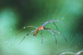 close-up photo of a long-legged spider with a blurred background