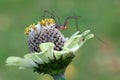 Long-legged spider on flower in green background II Royalty Free Stock Photo