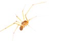 Long-legged spider macro Royalty Free Stock Photo