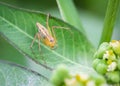 A long-legged spider weaving a leaf in the backyard Royalty Free Stock Photo