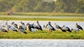 Flock of Spoonbills (platalea)ruminating under the sun in Polonnaruwa lake.