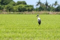 Long legs bird in green rice fields in Thailand Royalty Free Stock Photo