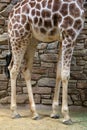 Long legs of Giraffe standing next to patterned stone wall