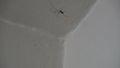 Long Legs Spider - Cellar Spider - Dady Long Legs Spider Pholcidae on The White Wall