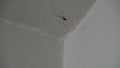 Long legs spider - cellar spider - dady long legs spider pholcidae on the white wall