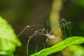 Long legs spider Royalty Free Stock Photo