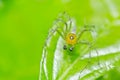 Long legs spider in green nature