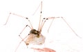 Long legs spider with may fly Royalty Free Stock Photo
