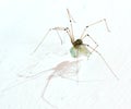 Long legs spider with may fly Royalty Free Stock Photo