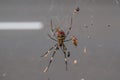 Long Legs Spider on a spider web Royalty Free Stock Photo