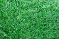 The long of light green artificial grass Royalty Free Stock Photo