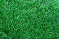 The long of light green artificial grass Royalty Free Stock Photo