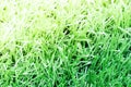 The long of light green artificial grass Royalty Free Stock Photo