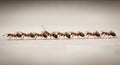 Ants in a Line: Teamwork and Order Royalty Free Stock Photo