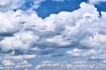 Long Line of Birds Flying in the Big Blue Sky and White Clouds