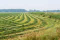 Long lines and curves of raked grass Royalty Free Stock Photo