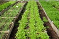 Long lines of raised vegatable beds in a plastic green house Royalty Free Stock Photo