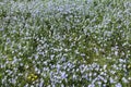 Long-lived flax blooms massively