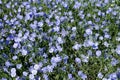 Long-lived flax blooms massively Royalty Free Stock Photo