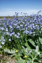 Long-lived flax blooms massively