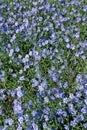 Long-lived flax blooms massively Royalty Free Stock Photo