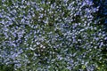 Long-lived flax blooms massively