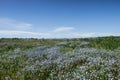 Long-lived flax blooms massively Royalty Free Stock Photo