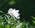Pure white peony bloom reaching for the sun. Royalty Free Stock Photo