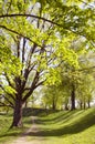 Long lived tree alley in the spring. Royalty Free Stock Photo