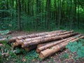 Long logs. On the summer forest background Royalty Free Stock Photo