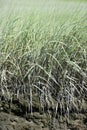 Long Lush Green Grass Growing in a Field