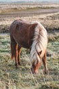 Long mane icelandic horse, Iceland Royalty Free Stock Photo