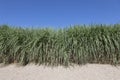 Long marram grass over deep blue sky