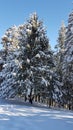 Long mountain tree is cover with heavy snowfall after snowfall