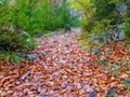 long narrow background autumn leaves / yellow fallen autumn leaves, background texture of fallen leaves