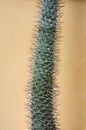 Long, narrow cactus