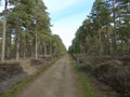 Long and narrow forest road between tall straight trees Royalty Free Stock Photo