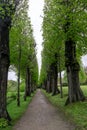 Long narrow gravel path leading through an alley of tall green trees Royalty Free Stock Photo