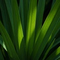 Long, narrow green leaves with smooth edges and linear texture are arranged in a fan Royalty Free Stock Photo
