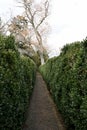 Privet Hedge Maze Royalty Free Stock Photo