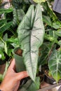 A long and narrow leaf of Alocasia Dragon's Breath, a rare tropical plant