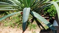 Long and narrow leafed plant that grows in the subtropics in Portugal Royalty Free Stock Photo