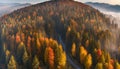 long narrow panorama autumn landscape forest in evening fog