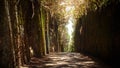 Long narrow pathway or tunnel between high cliff in the forest. Pico del Ingles, Tenerife, Spain Royalty Free Stock Photo