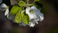 Long natural banner. large white flowers of an apple tree with green leaves close-up on a blurred background. blooming spring