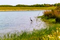 Long neck generic bird on the lake