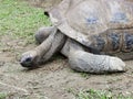 Long neck giant black tortoise trying to raise his head from the ground Royalty Free Stock Photo